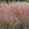 Andropogon Scoparius Blaze